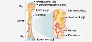 Uzun kemiğin yapısı